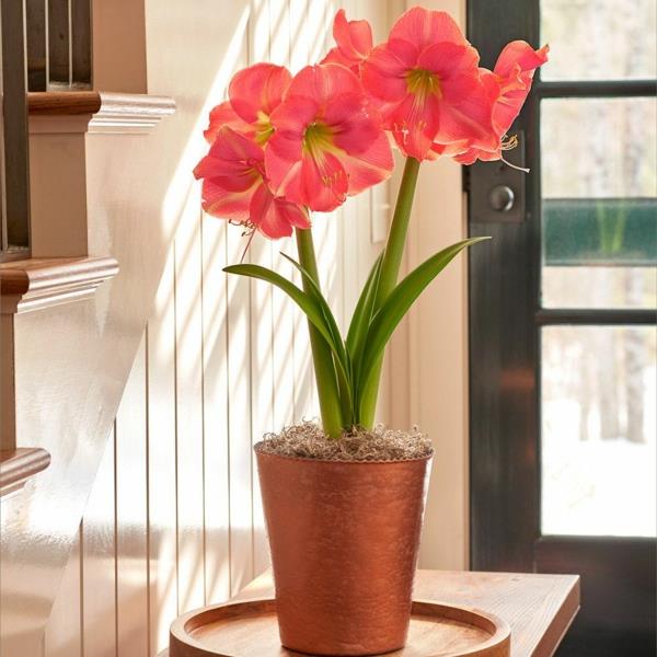 Amaryllis lasikukkaisissa huonekasveissa