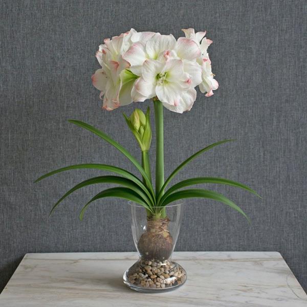 Amaryllis lasikasvissa kukkivat huonekasvit