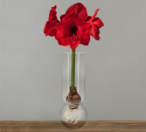 Amaryllis lasinpunaisissa kukissa
