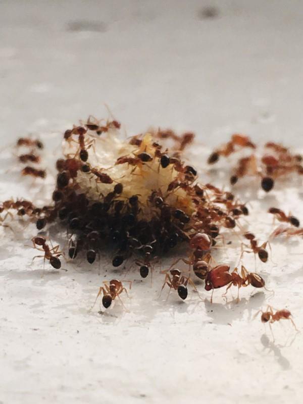 Aja muurahaiset pois - näin voitat muurahaisten saastuttaman leivän taistelussa hyönteistilaa vastaan