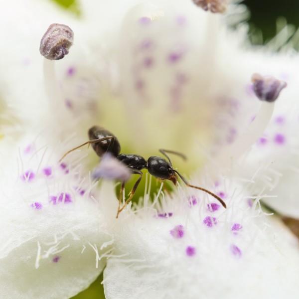 Aja muurahaiset pois - näin voit voittaa muurahaisten pölyttäjän puutarhassa taistelussa hyönteistilaa vastaan
