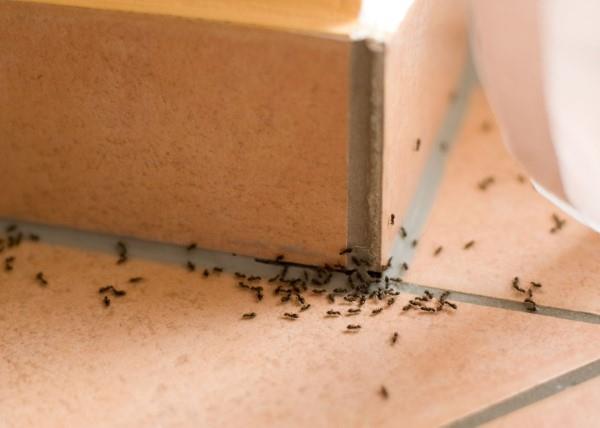Aja muurahaiset pois - näin voit voittaa taistelun muurahaisten hyönteistilaa vastaan ​​keittiössä