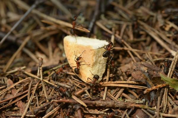 Aja muurahaiset pois - näin voitat taistelun hyönteistilaista vastaan ​​leivän murusia välipala muurahaisille