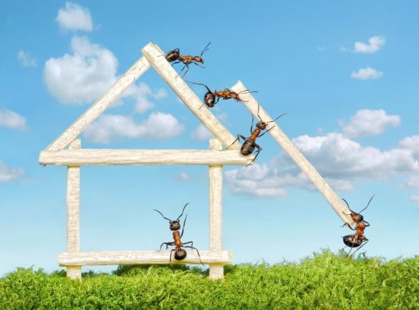 Aja muurahaiset pois - näin voitat taistelun hyönteisten tasavallan hyönteisiä vastaan ​​kotimuurahaisissa