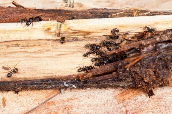 Aja muurahaiset pois - näin voitat taistelussa ruusumuurahaisten puuvaurioita vastaan