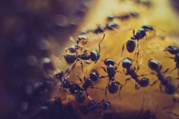 Aja muurahaiset pois - näin voitat makeita ja hedelmäisiä hyönteisiä taistelussa hyönteistilaa vastaan