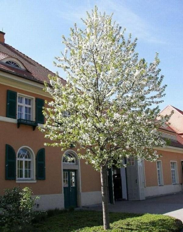 Amelanchier arborea 'Robin Hillin päärynäpuun puu