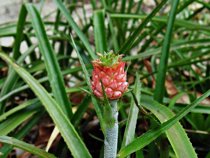 Ananas nanus kääpiö ananas kasvi