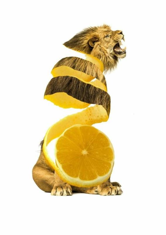 Animal Food Collages Eläimet, joissa on hedelmiä ja vihanneksia oranssi