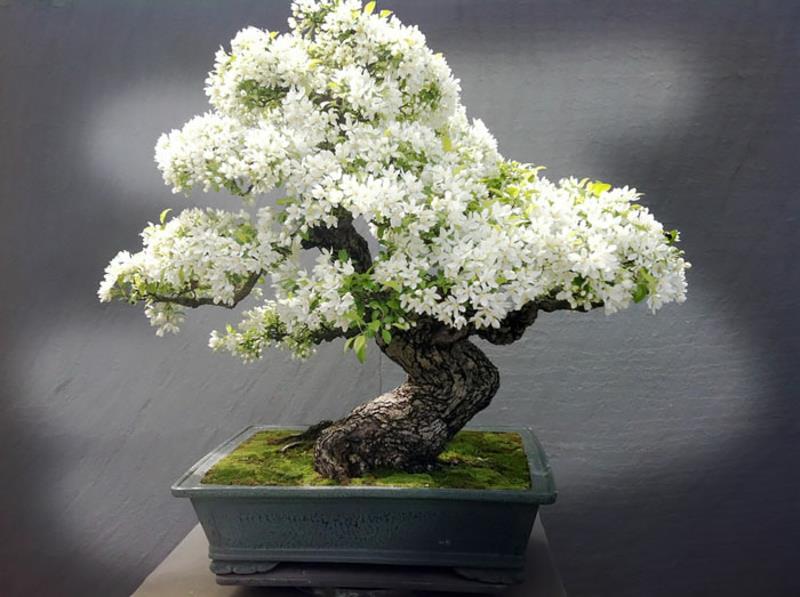 Apple Bonsai Tree Osta Bonsai Care Far Eastern Culture