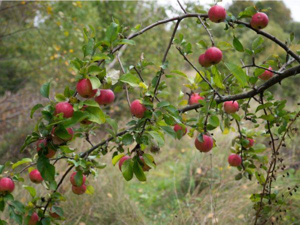 Omenapuu kasvi omenapuu hedelmillä