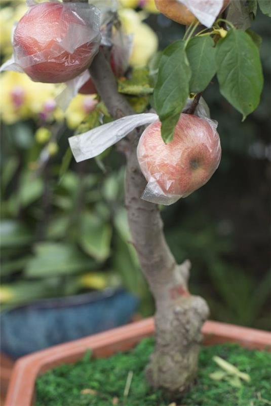 Omenapuun istuttaminen - puutarhaideoita - loistava omena