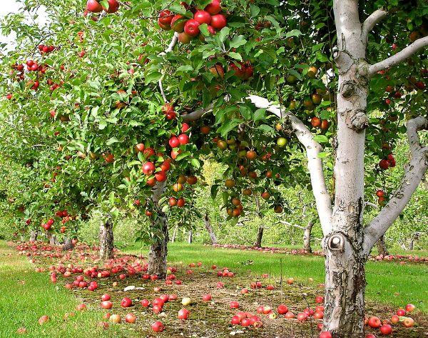 Istuta omenapuu - kauniita omenapuita metsässä