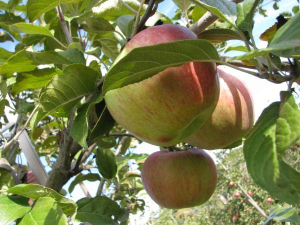 Omenapuun istuttaminen - erittäin hyvä omenapuu