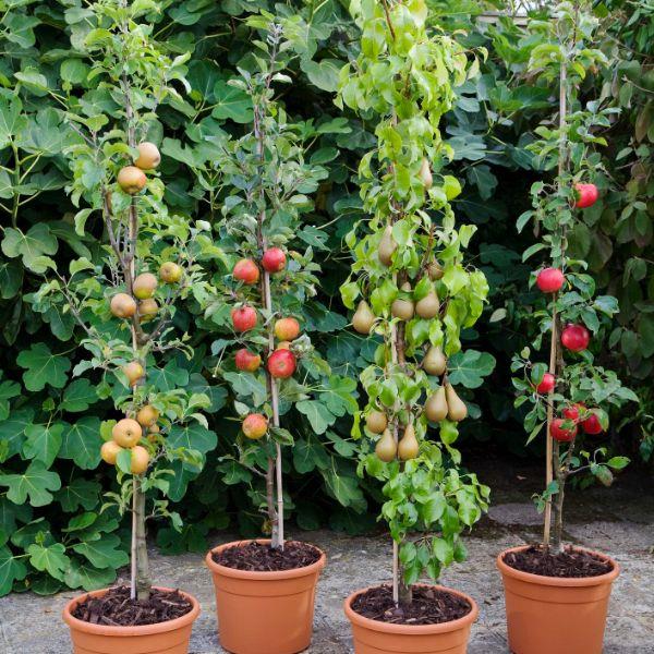 Omenapuun istuttaminen - erikokoisia kasveja