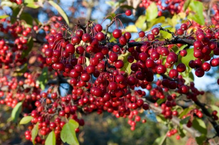 Aronia arbutifolia aronia kasvi terveellistä ruokaa