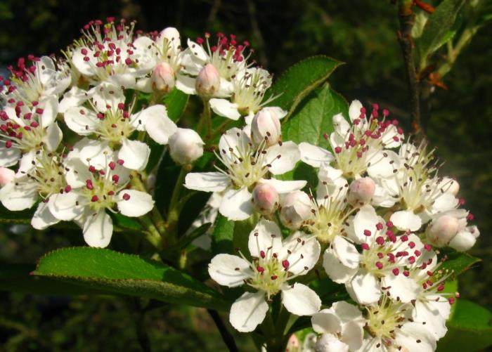 Aronia arbutifolia Arooniakasvien kukat