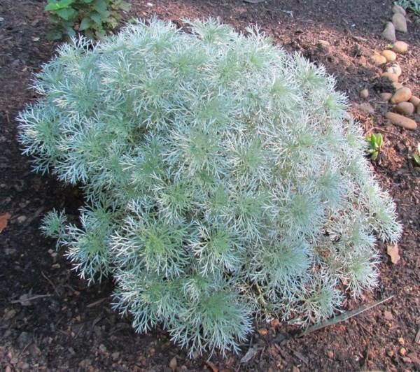 Artemisia schmidtiana kääpiö hopea rue vihreänä jalkakäytävän liitoksena