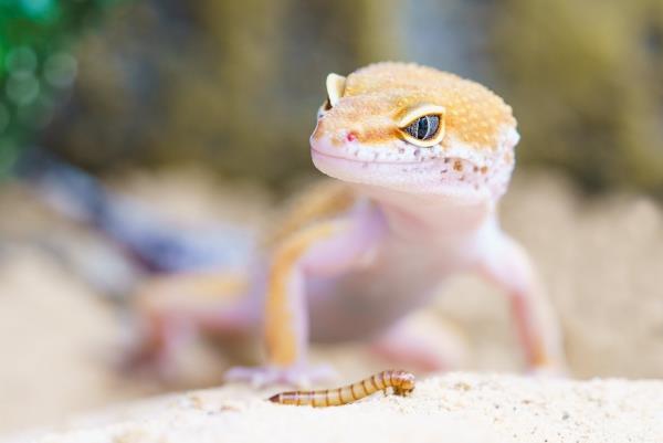 Lajikohtainen leopardigekon säilyttäminen - vinkkejä kaikesta, mikä liittyy terraarioasennukseen ja geko -ruokkivan matojen hoitoon