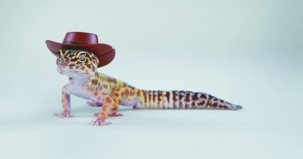 Lajikohtainen leopardigekon säilyttäminen - vinkkejä terrariumgekon asentamiseen ja ylläpitoon cowboy -hatulla