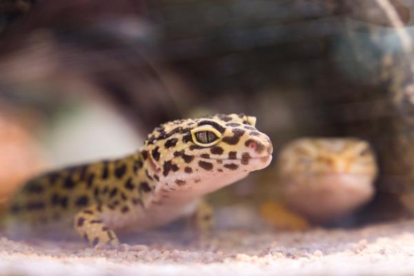 Lajikohtainen leopardigekkojen pitäminen - vinkkejä terrariumgecko -parin perustamiseen ja ylläpitoon luolassa