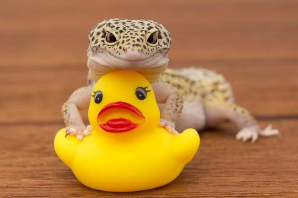 Lajikohtainen leopardigekon säilyttäminen - vinkkejä terrariumgecko -leikkien asettamiseen ja ylläpitoon kumiankan kanssa