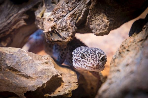 Lajikohtainen leopardigekkojen pitäminen - vinkkejä gekkojen asettamiseen ja hoitoon luonnossa