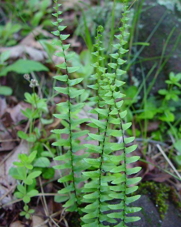 Asplenium -kiipeilyhuoneet pimeisiin huoneisiin