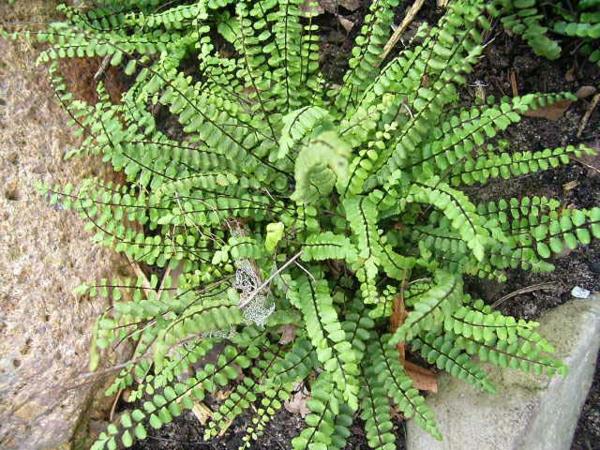 Asplenium trichomanes eksoottiset lajit