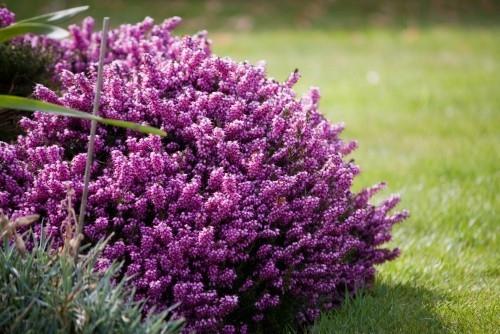 Houkutteleva koristekasvi kauniit violetit kukat todellinen katseenvangitsija