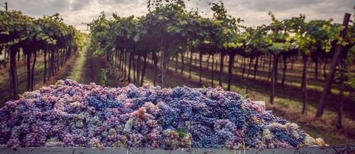 Valitut kohteet Syyskuussa Napa Valley Grape Harvesting Grapes Vineyards