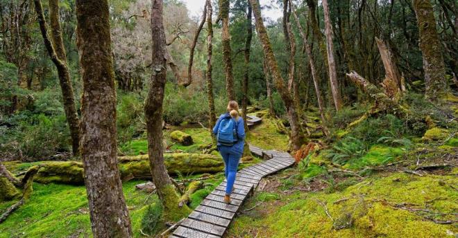 Australia 7 nähtävyyttä vuoristopolku metsäretki Tasmaniassa