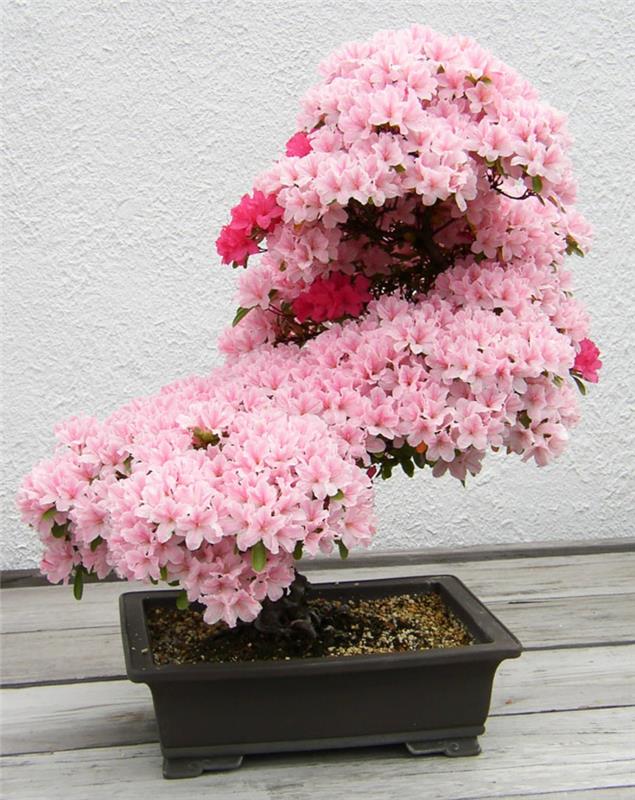 Atsalea bonsai puu ostaa bonsai lajeja