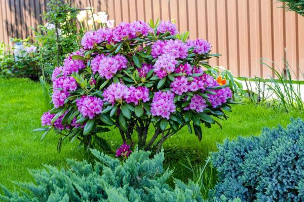 Azalea puutarhassa ei kovin korkea pensas violetit kukat erittäin houkutteleva vaaleassa osittain varjostetussa paikassa