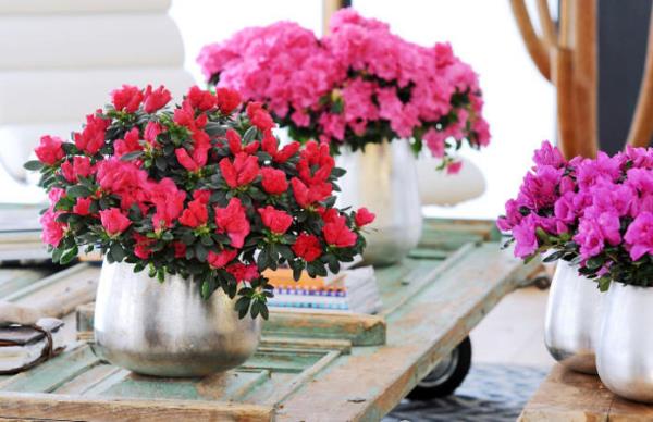 Azalea kauniita koristekasveja eri kukkien väreissä kukkien meri kotona