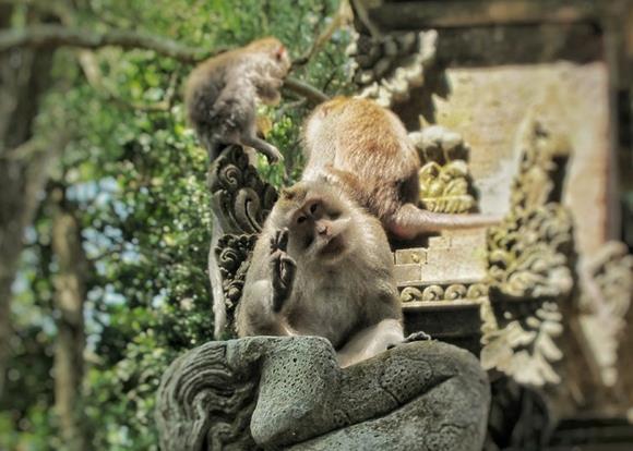 Balin matkavinkit Balin pakkauslista -apinat