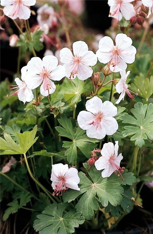 Balkanin cranesbill sängyn reunana, puutarhan suunnittelu kukilla