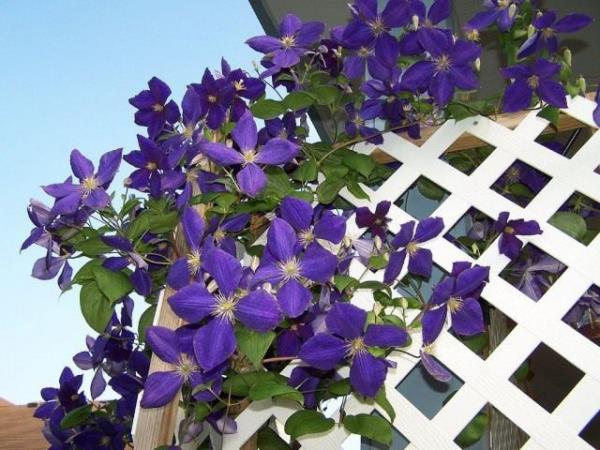Parvekekasvit laiskalle klematikselle violetit kukat loistavat katseita parvekkeella tai puutarhassa