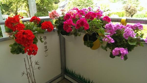 Parvekekasvit laiskoille pelargonioille ruukuissa parvekkeen kaiteilla kukkivat punaisena vaaleanpunaisena vaaleanpunaisena