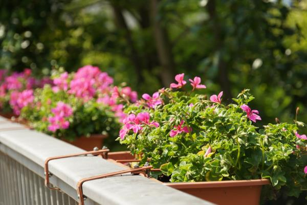 Parvekekasvit laiskoille pelargonioille vaaleanpunaisia ​​kukkia ikkunalaatikoissa parvekkeen kaiteella