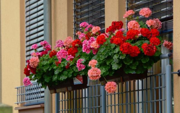 Parvekekasvit laiskoille pelargonioille vaaleanpunaisia ​​vaaleanpunaisia ​​punaisia ​​kukkia kaiteen ikkunalaatikoissa