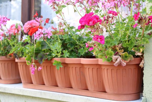Parvekekasvit laiskoille, värikkäille pelargonioille parvekelaatikoissa, kaunis näky