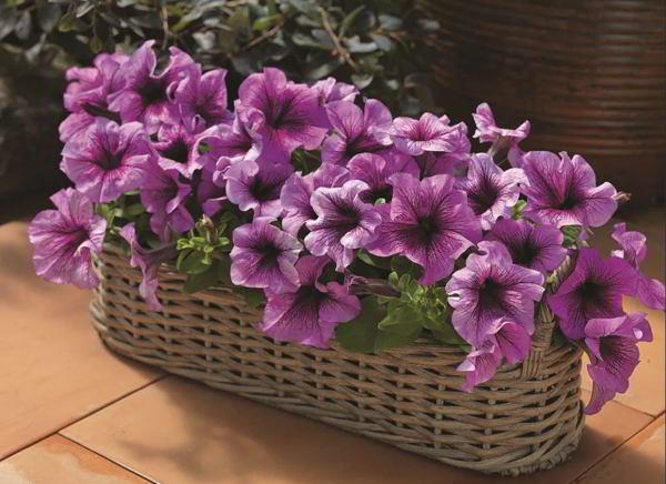 Vuosittaiset parvekekasvit laiskalle violetille petunialle kukkalaatikossa ilman talvehtimista