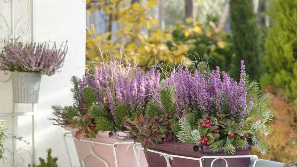 Parvekekasvit laiskalle laventelilaventelille laatikoissa yhdistettynä mehikasveihin ja muihin parvekkeen kukkiin