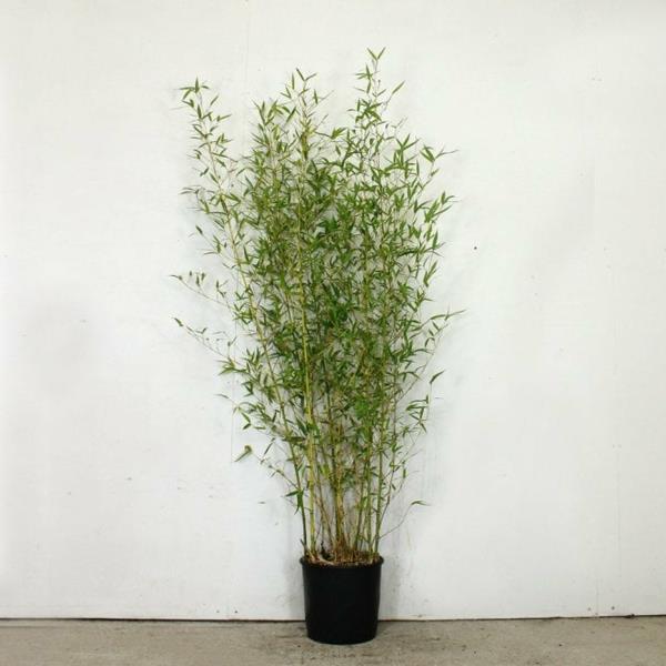 Bambu huonekasvi Phyllostachys aurea bambuhoito