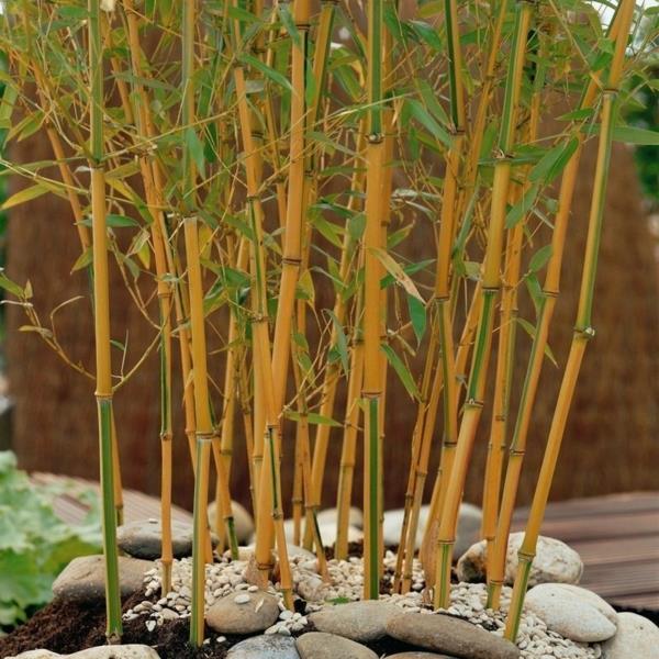 Bambu huonekasvi Phyllostachys aurea Bambulajien hoito