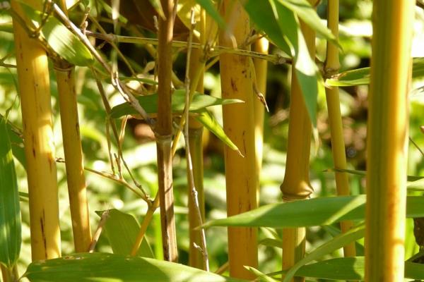 Bambu huonekasvi Phyllostachys aurea Bamboo -lajit