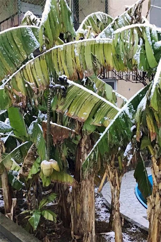 Banaanikasvien hoito ja trivia - näin voit tuoda eksoottisuutta kotibanaanillesi talvella