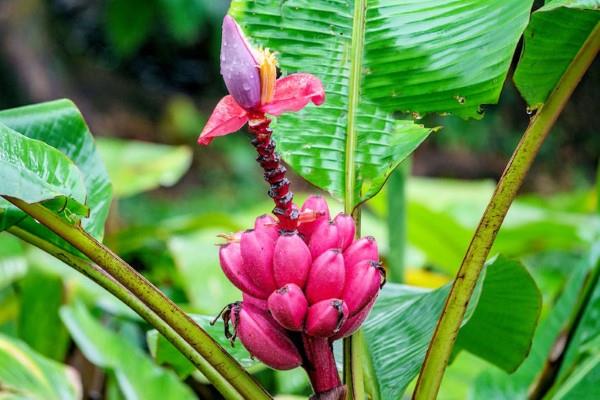 Banaanikasvien hoito ja trivia - näin voit tuoda eksoottisuutta kotiisi vaaleanpunainen hedelmä kääpiöbanaani