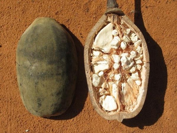 Baobab -hedelmien viilto superhedelmien terveyshyötyjä